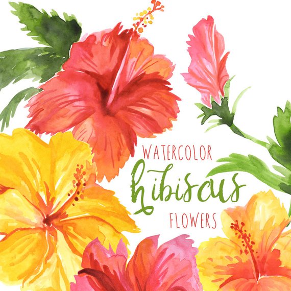570x570 Watercolor Hibiscus Flowers Tropical Flower Clipart Hawaiian Etsy - Watercolor Hawaiian Flowers