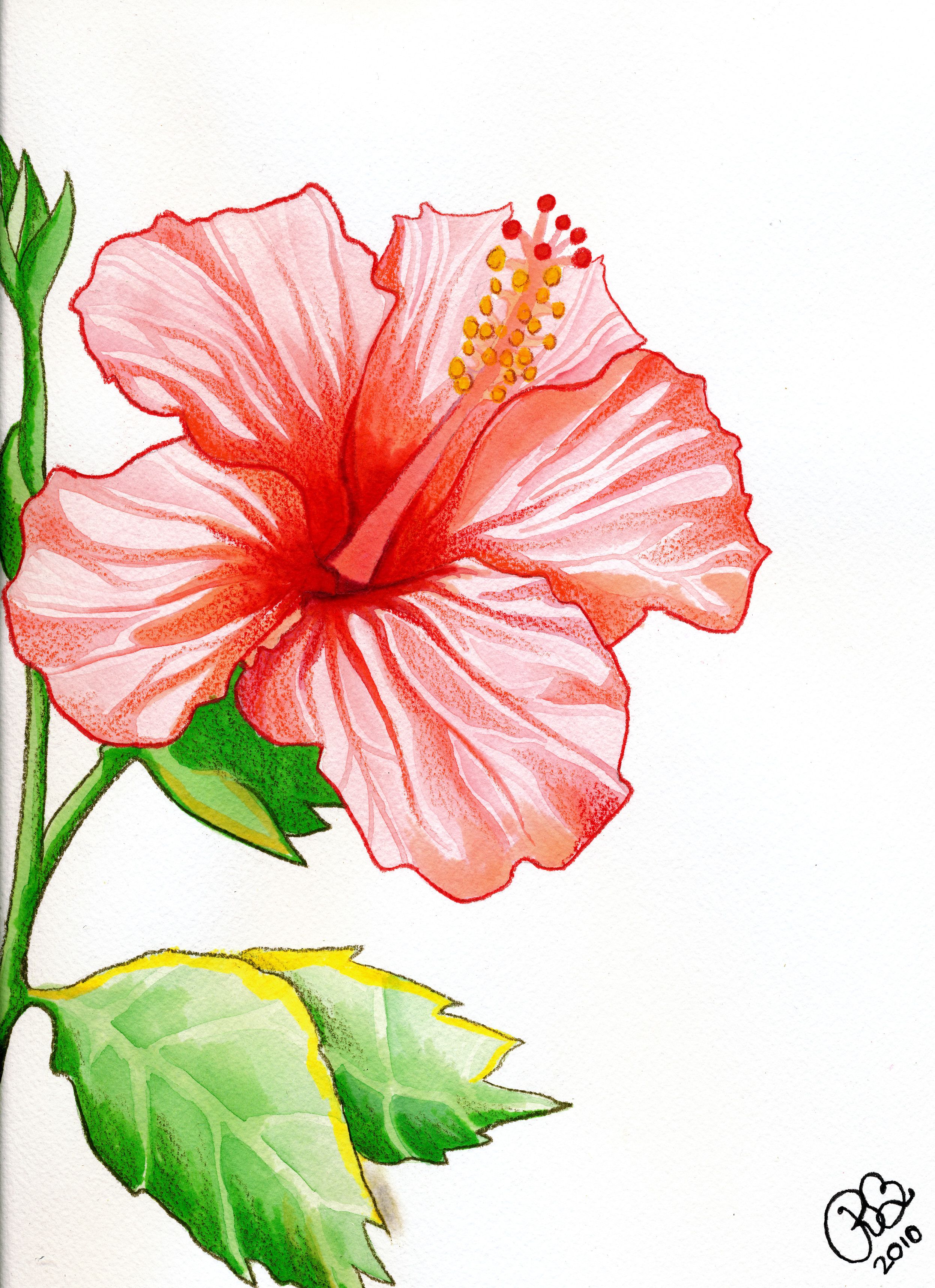 2492x3432 Hibiscus - Watercolor Hawaiian Flowers