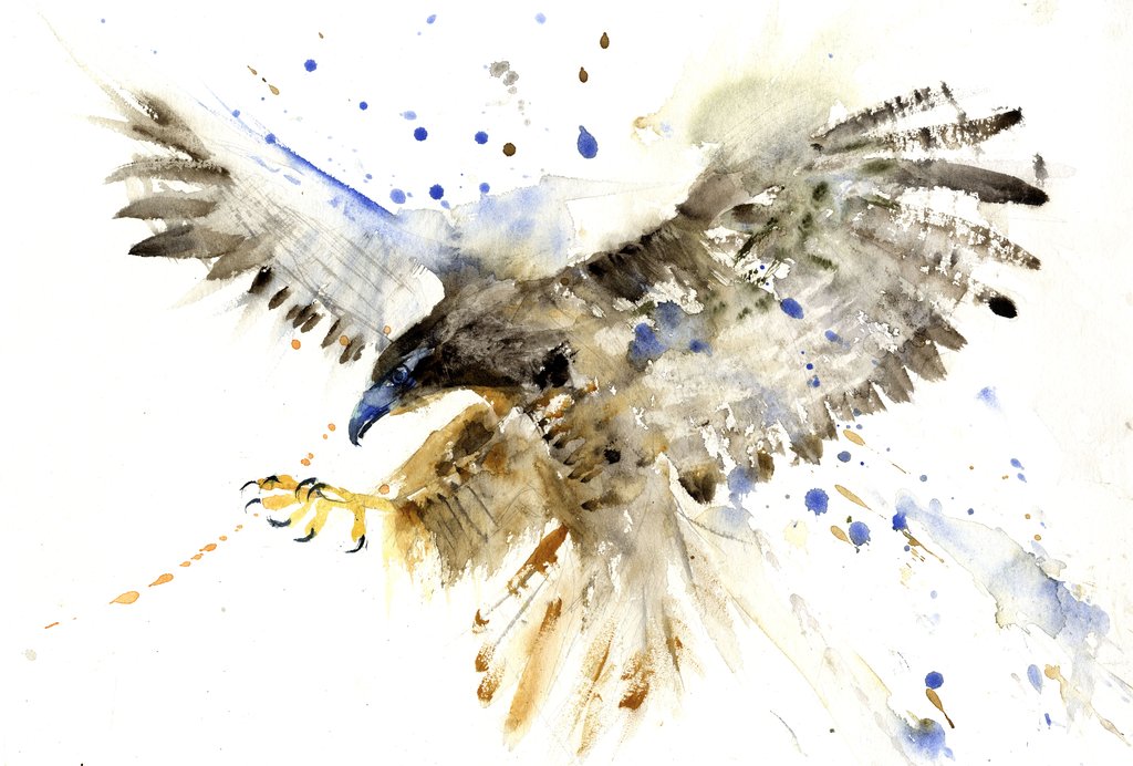 Watercolor Hawk at PaintingValley.com | Explore collection of ...