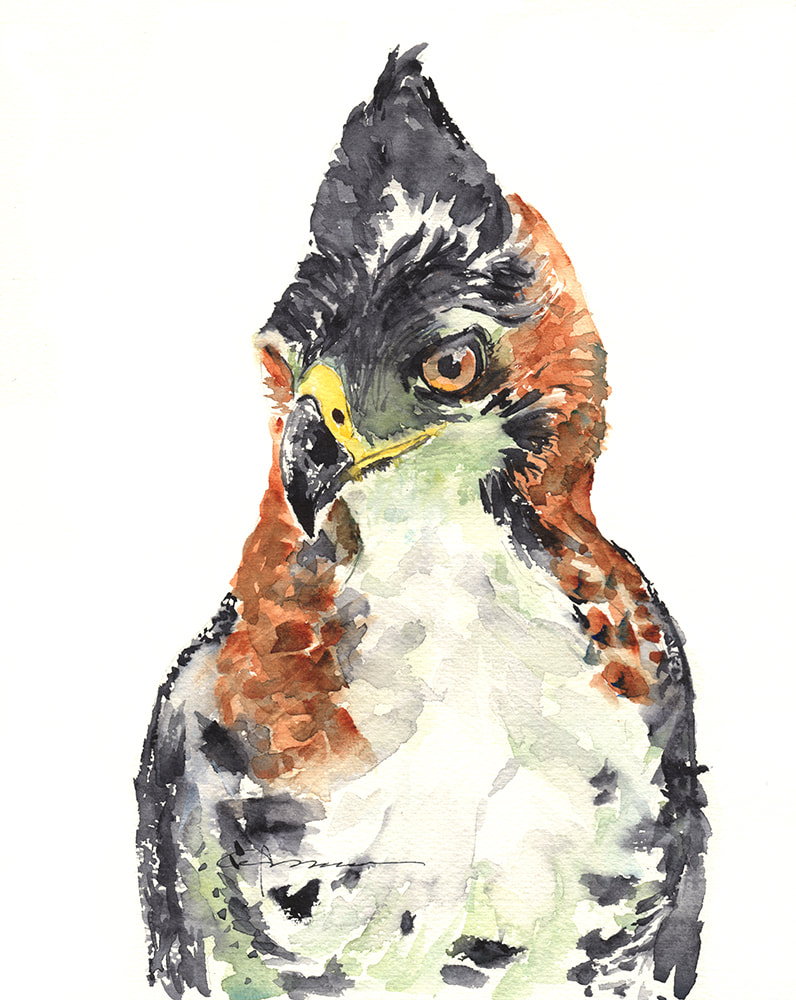 796x1000 Ornate Eagle Hawk Claudia Hafner Watercolor - Watercolor Hawk