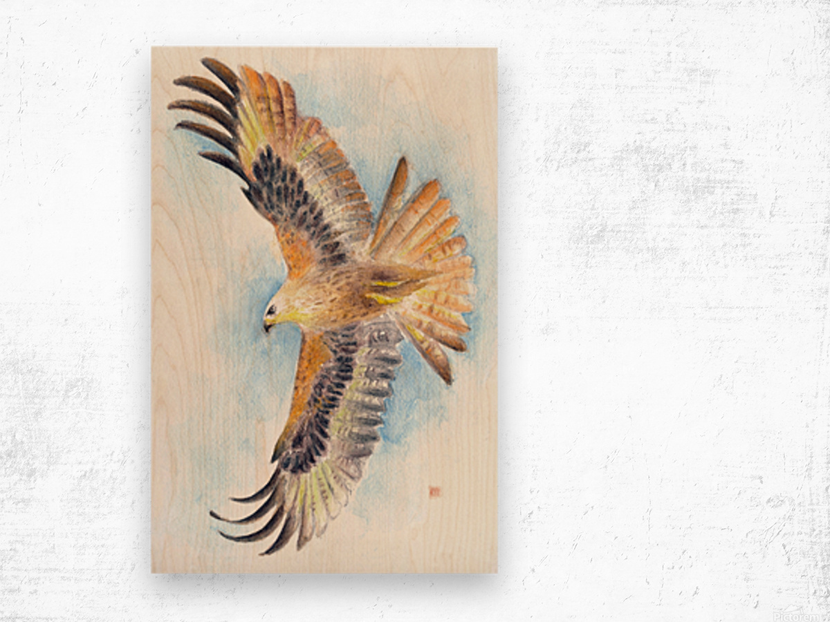 1200x900 Red Tail Hawk Wings Watercolor - Watercolor Hawk