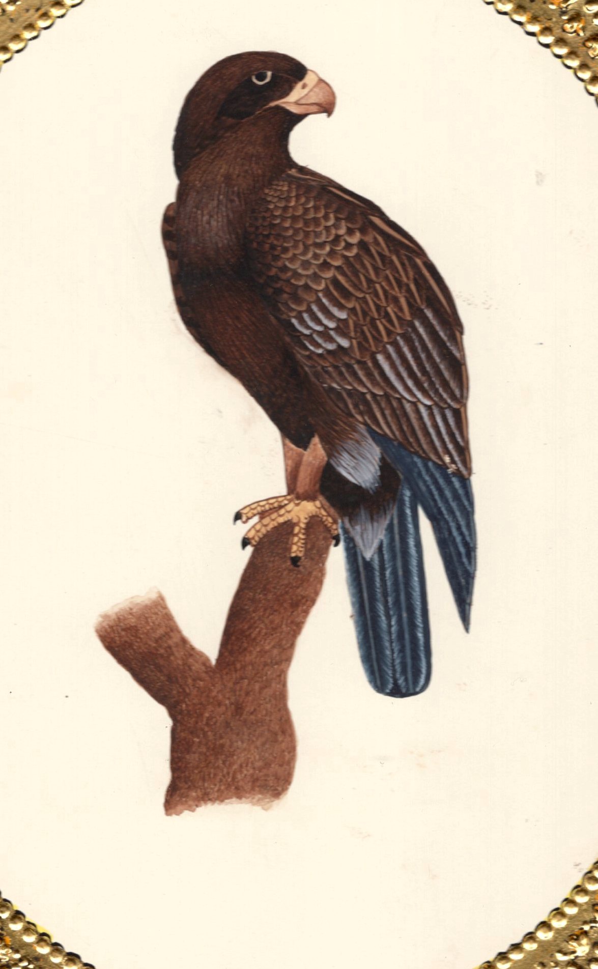 1175x1904 Bird Of Prey Hawk Art Handmade Indian Miniature Ornithology - Watercolor Hawk