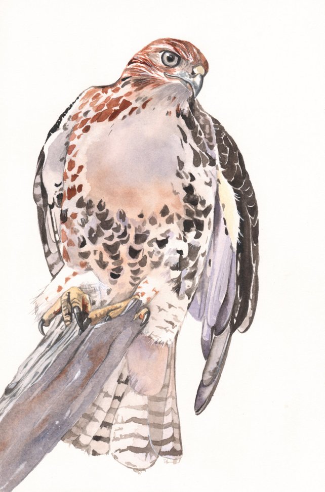 642x973 Red Tailed Hawk Watercolor Painting Print Of Watercolor Etsy - Watercolor Hawk