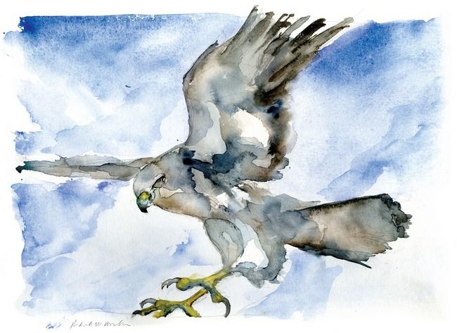 650x473 Watercolor Hawk Hawk Art Watercolor, Buy Prints - Watercolor Hawk
