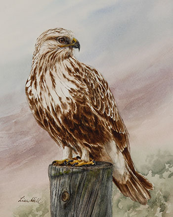 350x438 Watercolor Paintings Of Hawks By Richland, Wa Artist Lisa Hill - Watercolor Hawk