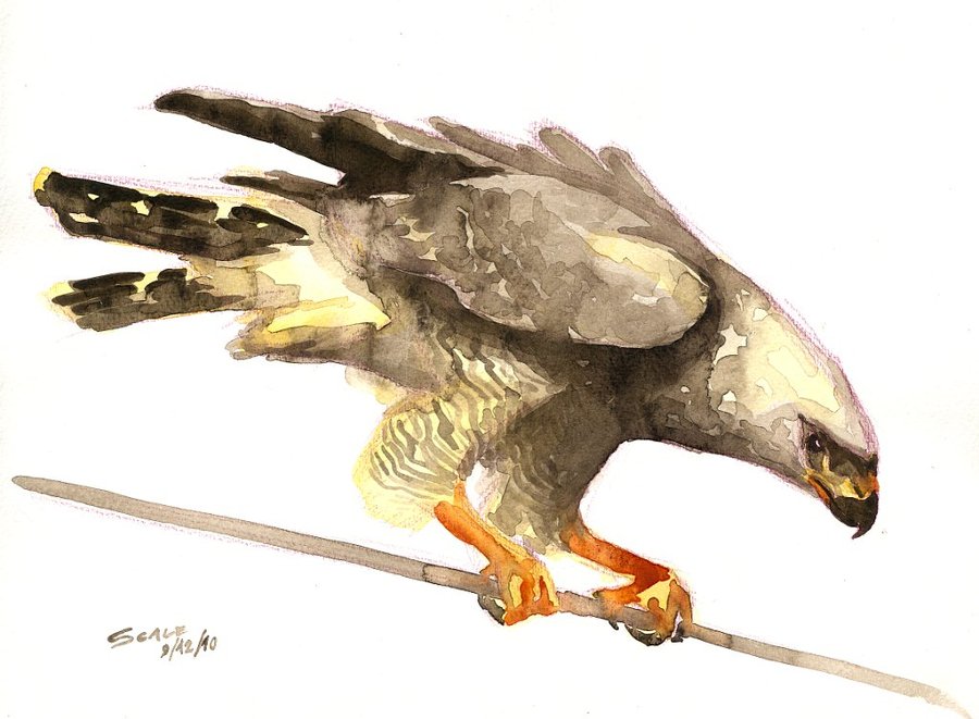 900x661 Watercolor Hawk By Alessio Scalerandi - Watercolor Hawk
