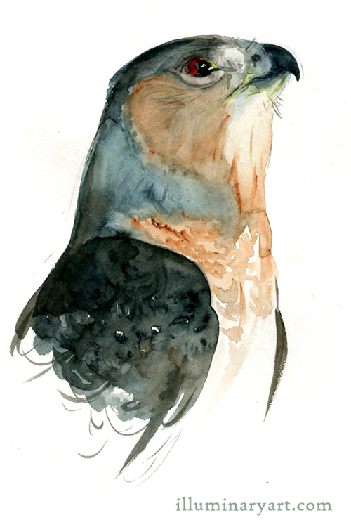 500x750 Hawk Watercolor Tumblr - Watercolor Hawk