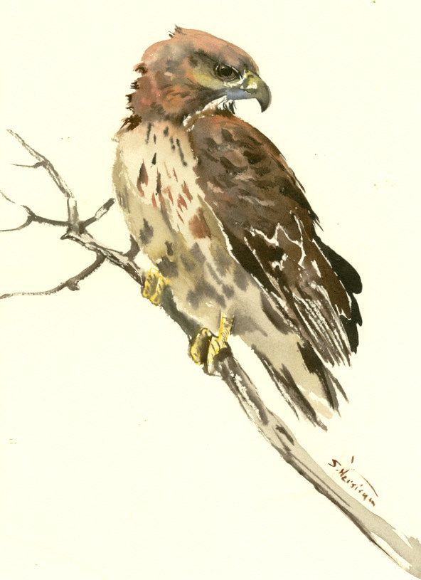 592x815 Hawk, Original Watercolor, 12 X 9 In, Seahawk Painting - Watercolor Hawk
