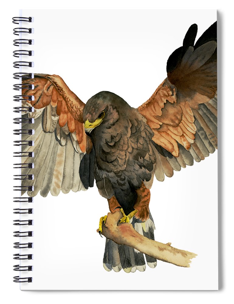 770x1000 Hawk Flapping Wings Watercolor Painting Spiral Notebook For Sale - Watercolor Hawk
