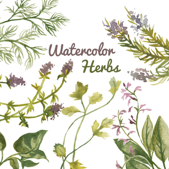 570x570 Herbs Clipart Watercolour 3606448 - Watercolor Herbs