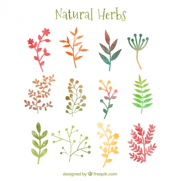 626x626 Natural Herbs In Watercolor Style Vector Free Download - Watercolor Herbs