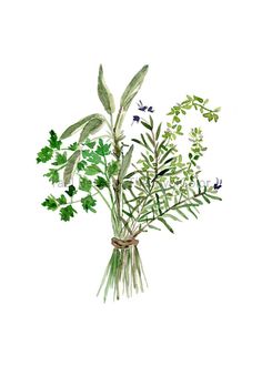 236x330 Pin By Grigorakou Stav On Crafts Watercolor, Herbs - Watercolor Herbs