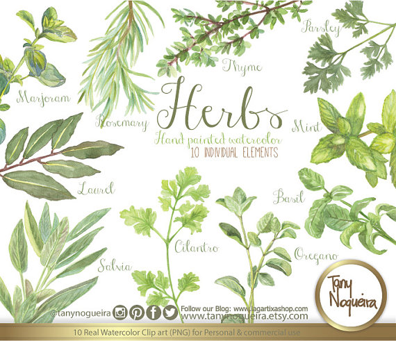 570x491 Vintage Herbs, Watercolor, Shabby Chic, Botanical, Rosemary - Watercolor Herbs