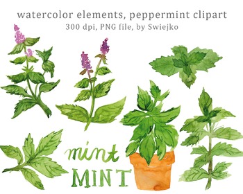 350x280 Watercolor Herbs, Floral Clip Art, Watercolor Leaves, Mint, Peppermint - Watercolor Herbs