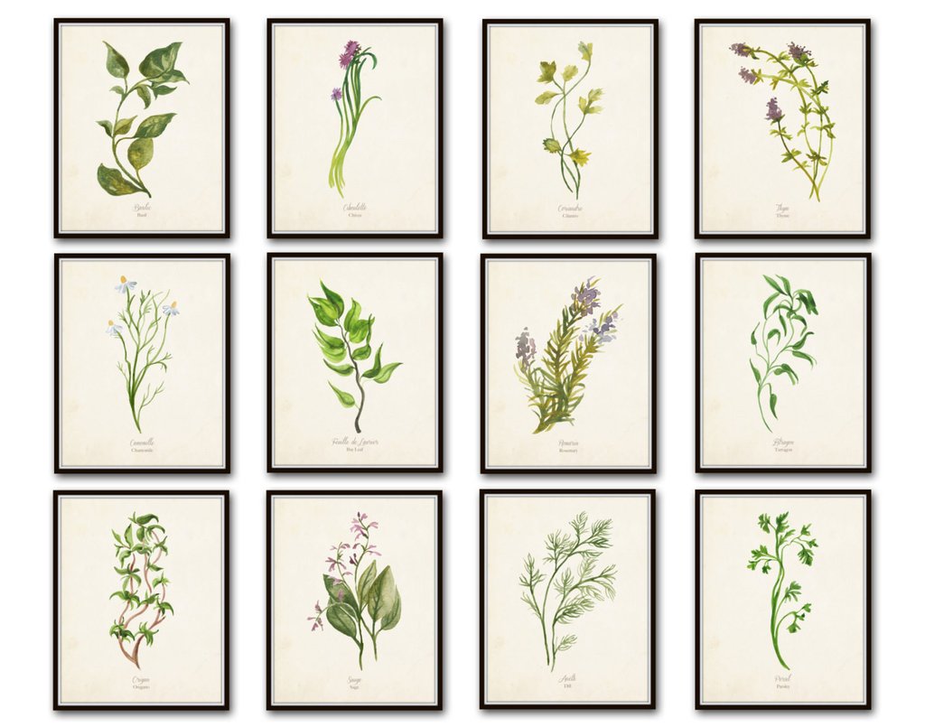 1024x805 Watercolor Herbs Botanical Print Set No.5 - Watercolor Herbs
