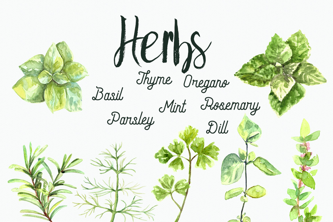 1158x772 Watercolor Herbs Clip Art Set - Watercolor Herbs