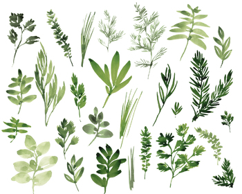 350x280 Watercolor Herbs, Hand Painted Leaves, Foliage, Food, Basil - Watercolor Herbs