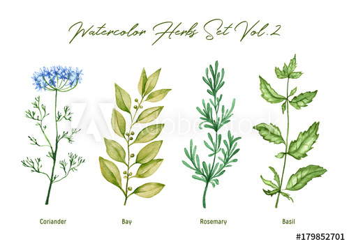 500x350 Watercolor Herbs Set Volume 2. Illustration In High Resolution - Watercolor Herbs