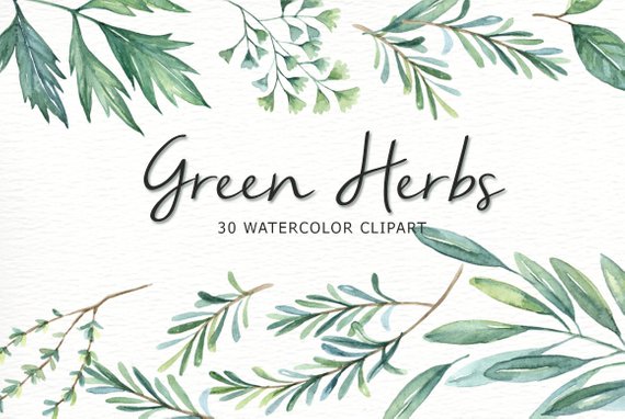 570x382 Green Herbs Watercolor Clipart Watercolor Flower Watercolour Etsy - Watercolor Herbs