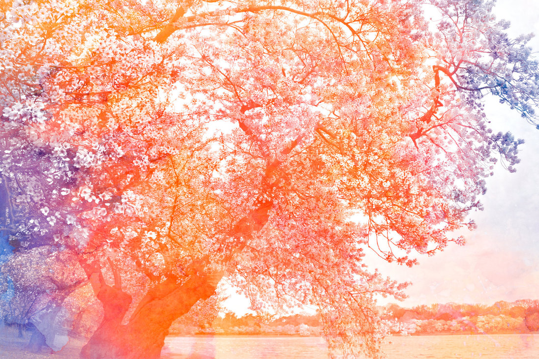 1095x730 Watercolor Cherry Blossoms - Watercolor High Resolution