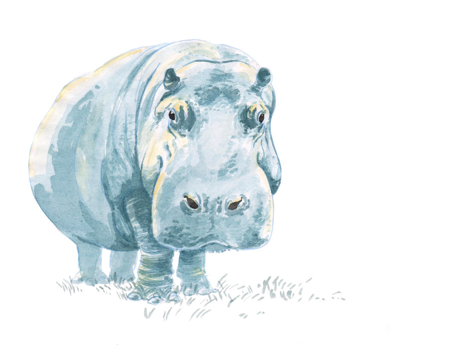900x692 Hippo Watercolour By Artofmilica - Watercolor Hippo