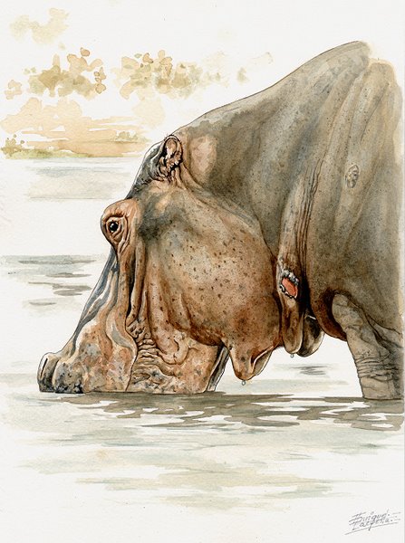 447x600 Hippo Watercolor Gallery African Wildlife Watercolor Art - Watercolor Hippo