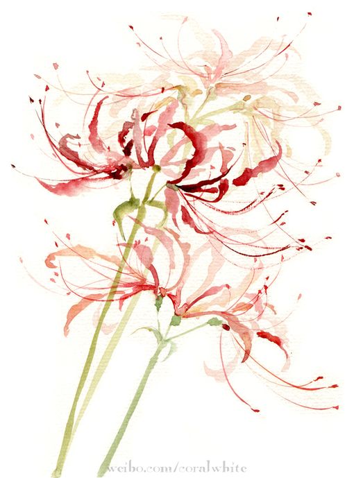 510x689 Hoa - Watercolor Hoa