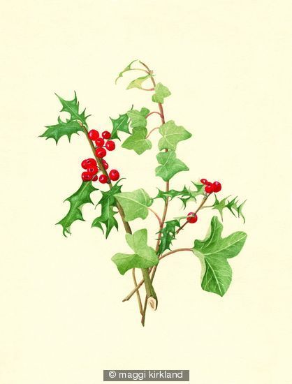 418x550 Holly And Ivy - Watercolor Holly