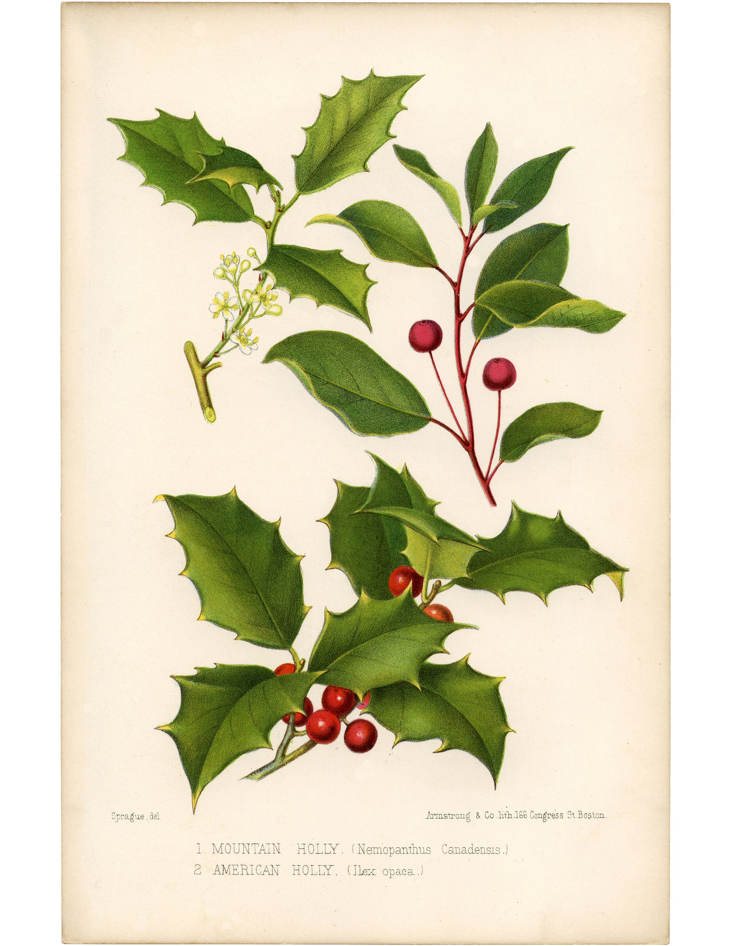 2550x3300 Christmas Holly Botanical Study Printable Nina Hendrick Design Co. - Watercolor Holly