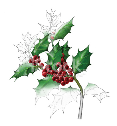 410x439 Holly Watercolor Stock Photos - Watercolor Holly