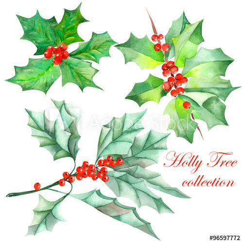 500x500 Collection (Set) With Isolated Christmas Branches Of Holly Tree - Watercolor Holly Leaves