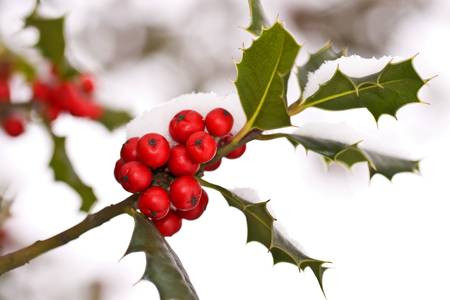 450x300 Holly Leaves Outline Draw Christmas Holly With Watercolor Pencils - Watercolor Holly Leaves