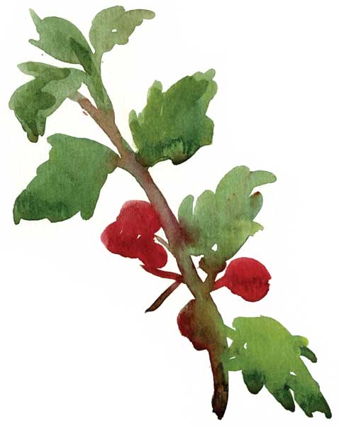 478x600 How To Paint A Watercolor Floral Still Life Step By Step Artist - Watercolor Holly Leaves