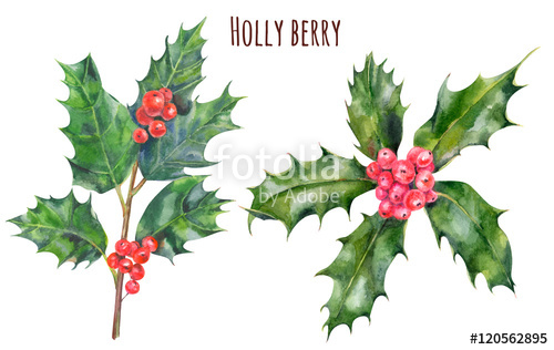 500x316 Set Of Holly Berry Branches And Leaves, Christmas Decoration Plant - Watercolor Holly Leaves