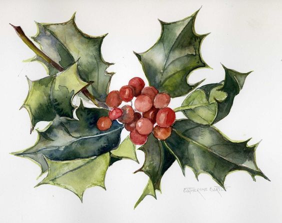 564x446 Holly Leaves And Berries - Watercolor Holly Leaves