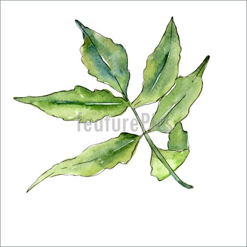 500x500 Ash Leaves In A Watercolor Style Stock Illustration I5613608 - Watercolor Holly Leaves