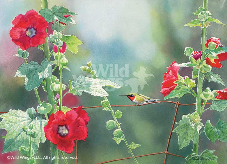 780x565 Ruby Throat And Hollyhocks Original Watercolor Painting Wild Wings - Watercolor Hollyhocks