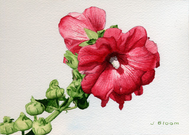640x456 Untitled Document - Watercolor Hollyhocks