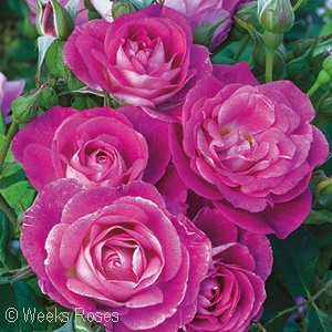 300x300 Rose Search - Watercolor Home Run Rose