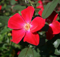 197x185 Roseland Nursery - Watercolor Home Run Rose