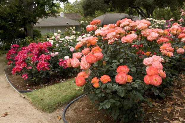 623x415 Roses - Watercolor Home Run Rose