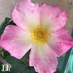 236x236 Rosy Hedge - Watercolor Home Run Rose