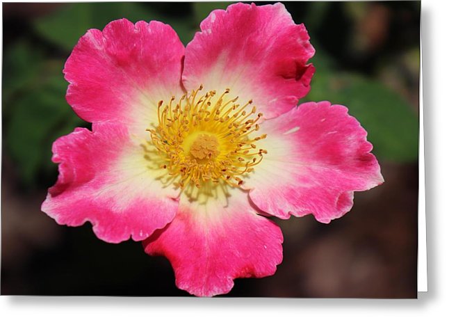 646x470 Rusty Gouveia Greeting Cards - Watercolor Home Run Rose