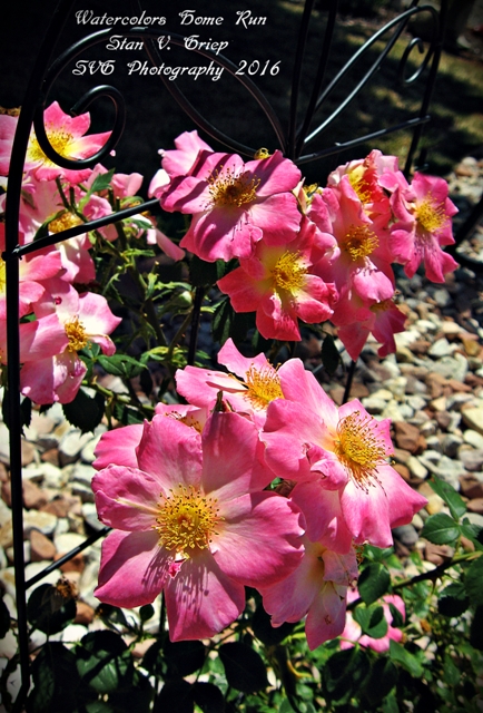 434x640 The Colorado Rosarian Photography Gallery Digital Photographic - Watercolor Home Run Rose