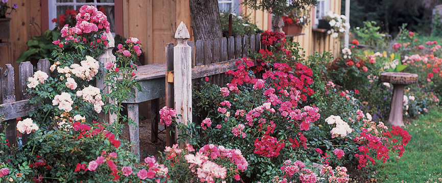 865x359 The Latest On Roses Ann Mccormick - Watercolor Home Run Rose