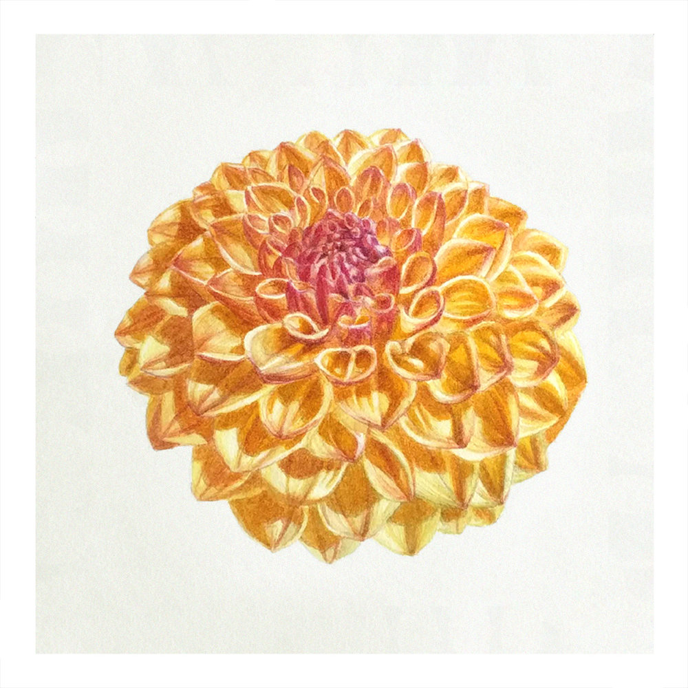 1000x1000 The Smalls Denise Ramsay - Watercolor Home Run Rose