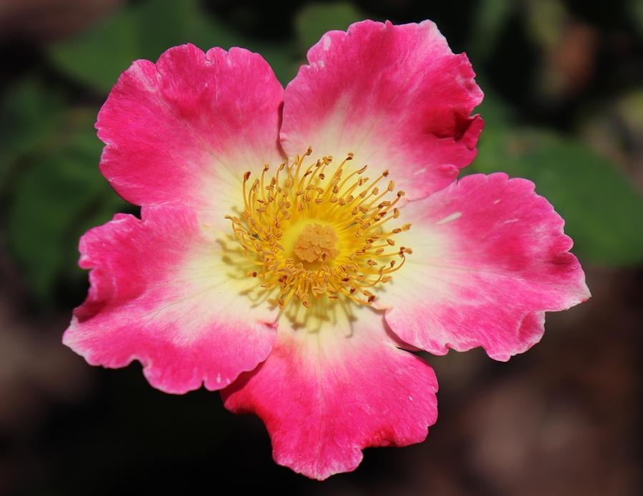 900x695 Watercolor Home Run Rose Photograph By Rusty Gouveia - Watercolor Home Run Rose