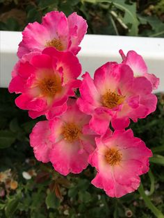 236x314 412 Best Rose I Own An U Should To Images - Watercolor Home Run Rose