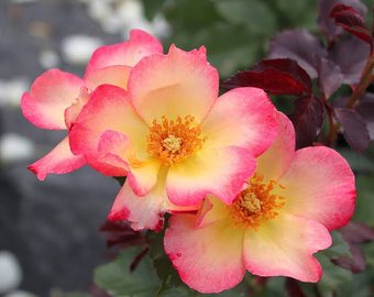 340x270 Watercolor Pot Plant Etsy - Watercolor Home Run Rose