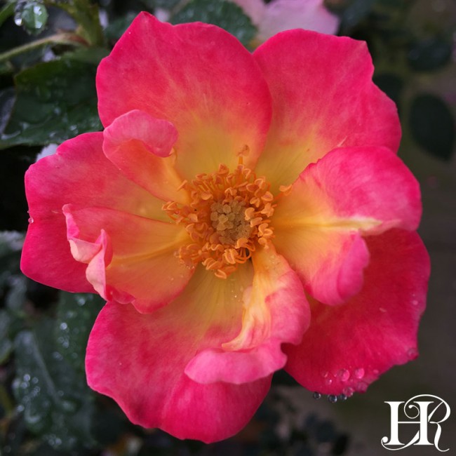 650x650 Watercolors Home Run Rose - Watercolor Home Run Rose